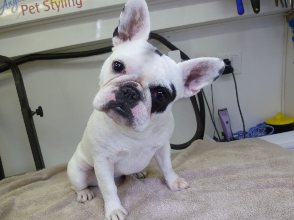 French Bulldog grooming by Angela’s Pet Styling Mobile Grooming Salon